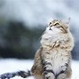 Image result for Fluffy White Cat-Back View