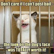 Image result for Jail Cat Cute