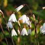 Image result for Acis autumnalis