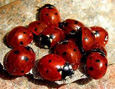 Image result for Tennessee State Insect Ladybug