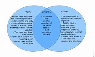 Image result for Similarities and Differences Between
