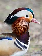 Image result for Duck Skin Paragon