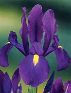 Image result for Iris hollandica Mystic Beauty