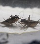 Image result for Cricket Fighting