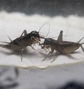 Image result for Cricket Fighting