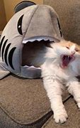 Image result for Cat Not Scared He No Fear Death Meme
