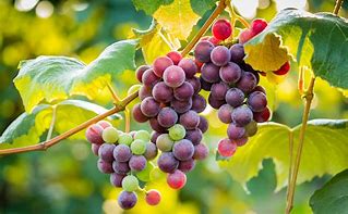 Image result for Grape Vine Computer Wallpaper