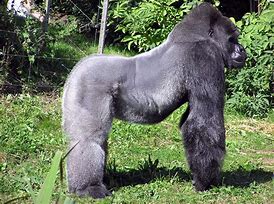 Image result for Large Gorilla