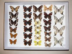 Image result for Butterfly Case