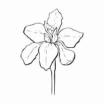 Image result for Iris Flower Outline Drawing