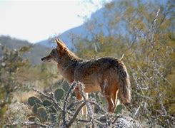 Image result for arizona desert animals