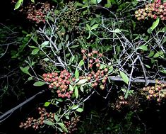 Image result for lawsonia_inermis