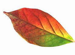 Image result for Leaves White Background