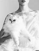 Image result for White Persian Cat Wallpaper