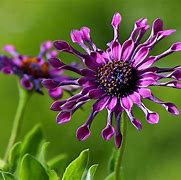 Image result for Exotic South African Plants List