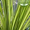 Image result for Carex brunnea Lady Sunshine