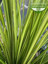 Image result for Carex brunnea Lady Sunshine