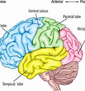 Image result for Brain Parts Frontal Lobe