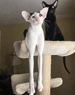 Image result for Two Leg Cat Meme