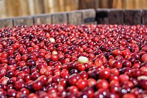 Image result for Cranberry in Chinese