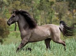Image result for European Horse Breeds