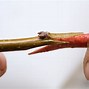 Image result for Bud Grafting Apple Trees