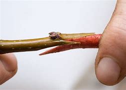 Image result for Bud Grafting Apple Trees
