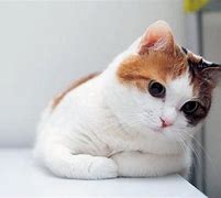 Image result for Cat Wallpaper iPad