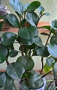 Image result for Dark Green Leaves