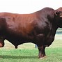 Image result for Cow Breed Chart