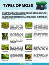 Image result for What Types of Moss Grow On Rocks