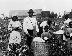 Image result for Cotton Slavery
