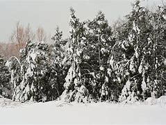 Image result for 35 Cm of Snow Pic