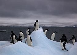 Image result for Polar Penguin