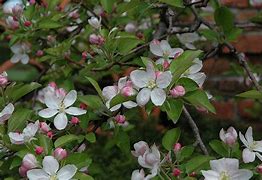 Image result for Double Delicious Apple Tree