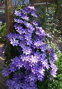 Image result for Purple Clematis Plants
