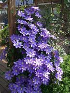 Image result for Nursery Purple Clematis