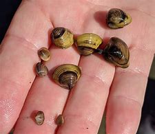 Image result for Freshwater River Clams