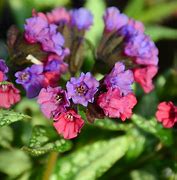 Image result for Pulmonaria Silver Bouquet