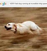Image result for Dog Running Meme