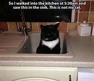 Image result for Not My Cat Meme