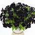 Bildergebnis für PETUNIA BLACK