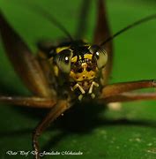 Image result for Cricket Eyes