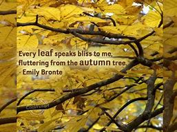 Image result for Fall Weather Quotes Funny