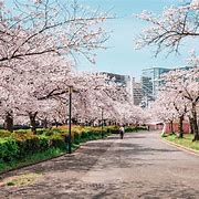 Image result for Osaka in Spring
