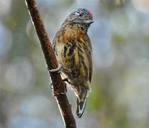 Image result for Picumnus nebulosus