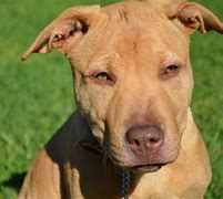 Image result for Pit bull Mixes