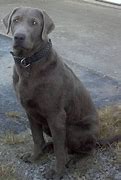 Image result for Full-Grown Silver Lab
