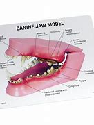 Image result for Jaw Bones Image