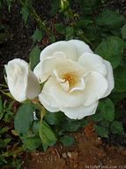 Image result for Anastasia Hybrid Tea Rose